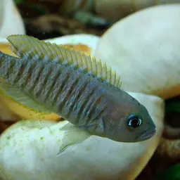 Multifasciatus, photo 3