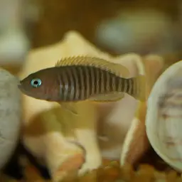 Multifasciatus, photo 4