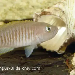 Multifasciatus, photo 6