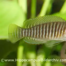 Multifasciatus, photo 7