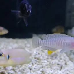 Multifasciatus, photo 8