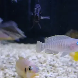 Multifasciatus, photo 9