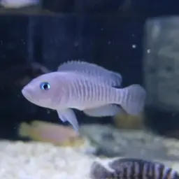 Multifasciatus, photo 10