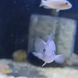 Multifasciatus, photo 11