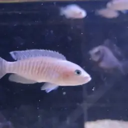 Multifasciatus, photo 12