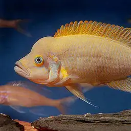 Daffodil Cichlid