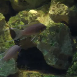 Daffodil Cichlid, photo 2