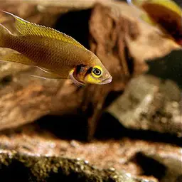 Daffodil Cichlid, photo 3
