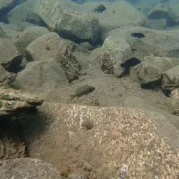Daffodil Cichlid, photo 4