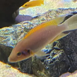 Daffodil Cichlid, photo 7