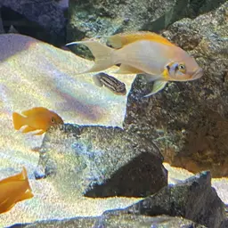 Daffodil Cichlid, photo 10