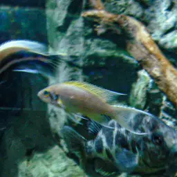 Daffodil Cichlid, photo 11