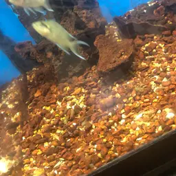 Daffodil Cichlid, photo 12