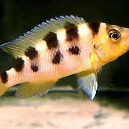 Sambia, photo 1