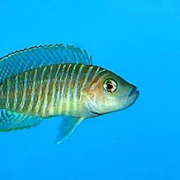 Shell-dweller, photo 1
