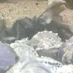 Shell-dweller, photo 2
