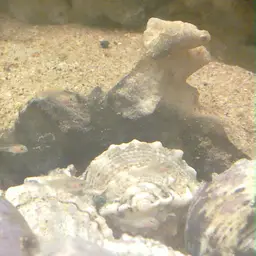 Shell-dweller, photo 3