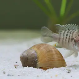 Shell-dweller, photo 4