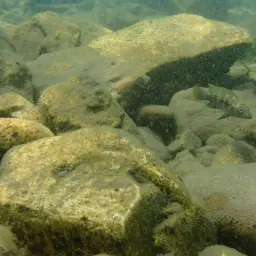 Fourspine Cichlid