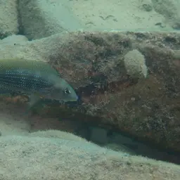 Fourspine Cichlid, photo 3