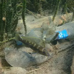 Fourspine Cichlid, photo 4
