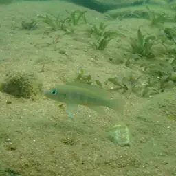 Fourspine Cichlid, photo 5