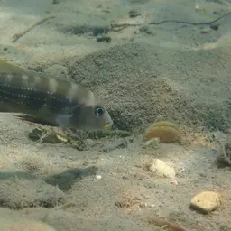 Fourspine Cichlid, photo 6