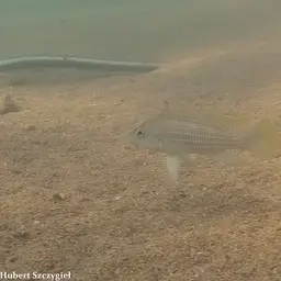 Fourspine Cichlid, photo 7