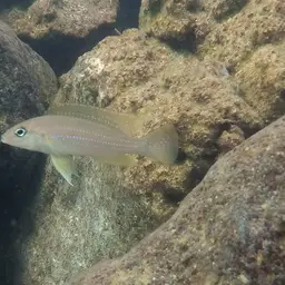 Fourspine Cichlid, photo 8