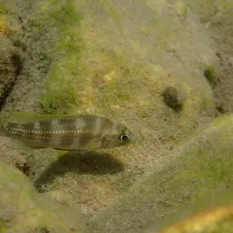 Fourspine Cichlid, photo 9