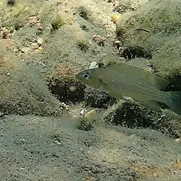 Fourspine Cichlid, photo 12