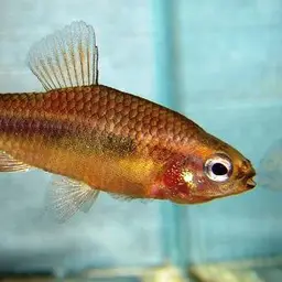 Ansorge's Characin
