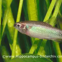 Ansorge's Characin, photo 2