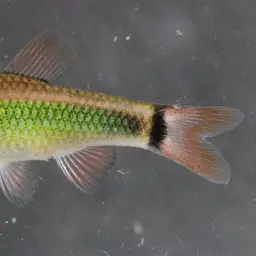 Ansorge's Characin, photo 3