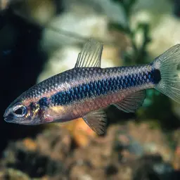 Ansorge's Characin, photo 4