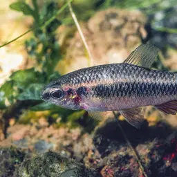 Ansorge's Characin, photo 5