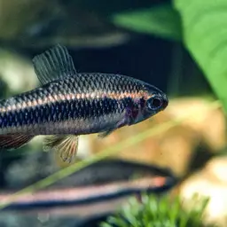 Ansorge's Characin, photo 6