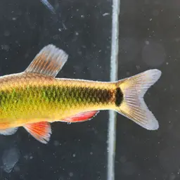 Ansorge's Characin, photo 7