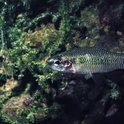 Ansorge's Characin, photo 8