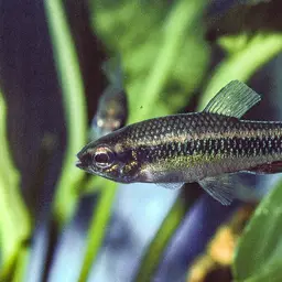 Ansorge's Characin, photo 9