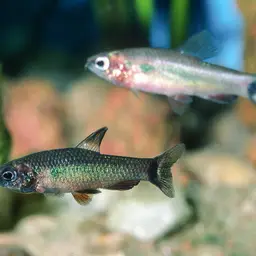 Ansorge's Characin, photo 10