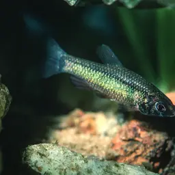Ansorge's Characin, photo 11