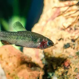Ansorge's Characin, photo 12