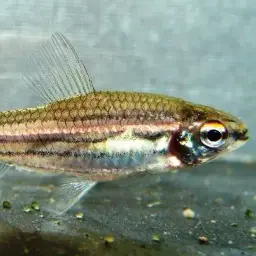 Three-lined African Tetra, photo 1