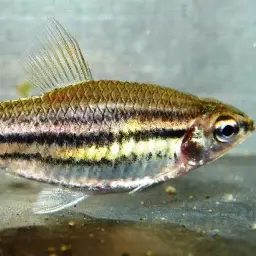 Three-lined African Tetra, photo 2