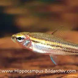 Three-lined African Tetra, photo 3