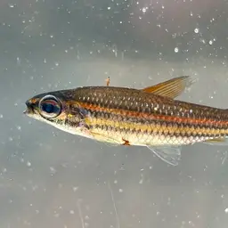 Three-lined African Tetra, photo 4
