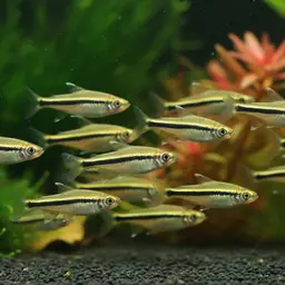 Three-lined African Tetra, photo 5