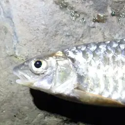 Sumatran Barb