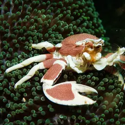 Porcelain Anemone Crab